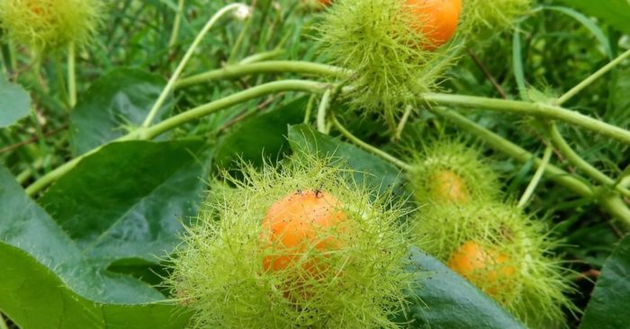 Cây lạc tiên có thể giúp ngủ ngon, giảm căng thẳng, hỗ trợ ổn định huyết áp nhưng không nên tự ý sử dụng, lạm dụng.