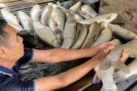 Cá chết ba đợt trên sông Lam, nguyên nhân vẫn chưa rõ