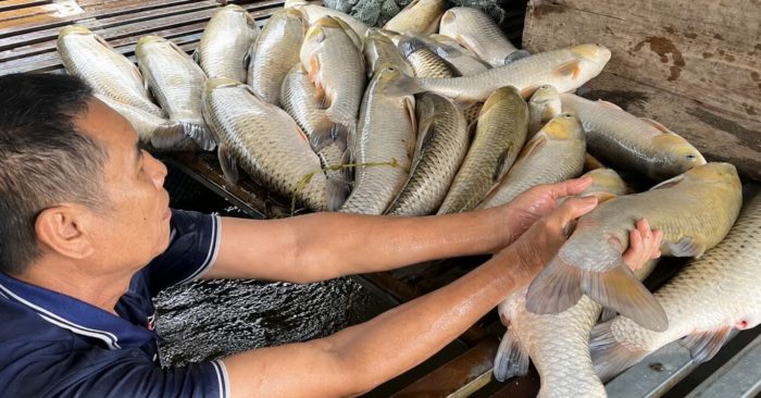 Cá nuôi tiếp tục chết trên sông Lam, hơn 2,7 tấn cá bị thiệt hại, người dân lo lắng chờ cơ quan chức năng làm rõ nguyên nhân
