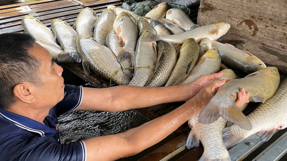Cá nuôi tiếp tục chết trên sông Lam, hơn 2,7 tấn cá bị thiệt hại, người dân lo lắng chờ cơ quan chức năng làm rõ nguyên nhân