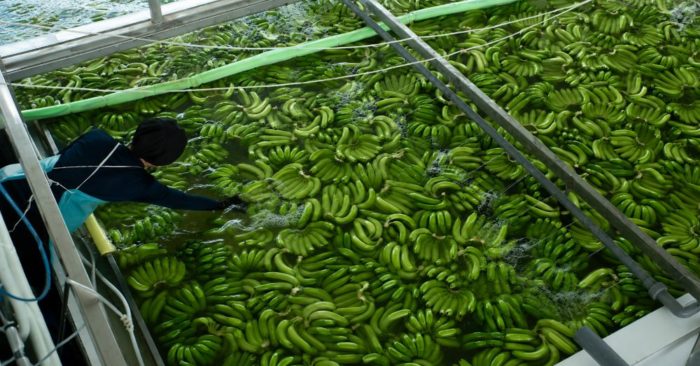 Chuối Việt tăng tốc xuất khẩu, nhiều doanh nghiệp mở rộng vùng trồng