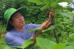 Sung Mỹ bén rễ đất đỏ bazan, cựu phiên dịch lập vườn cây miền Nam ở Nghệ An
