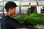 Những người chăm sóc và bảo tồn đàn bò tót lai quý hiếm hơn một thập kỷ