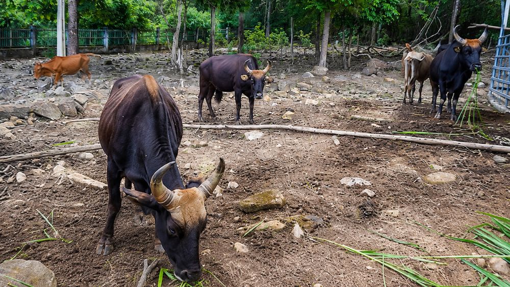 Đàn bò tót lai quý hiếm được chăm sóc trong môi trường bán hoang dã, góp phần bảo tồn nguồn gen. Xem hành trình gìn giữ loài đặc biệt.