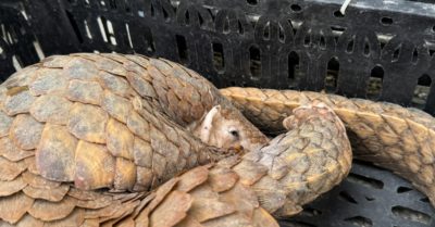 Tài xế phát hiện tê tê quý hiếm nặng 7kg, trình báo công an