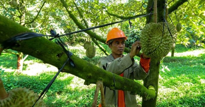 Quyết định chặt bỏ keo để trồng riêng trên đất đồi khô đã giúp nông dân Raglai vương quốc lớn, thu về lợi nhuận tiền tỷ lệ mỗi năm.
