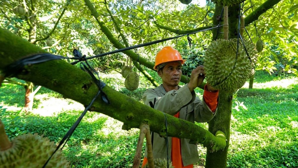 Quyết định chặt bỏ keo để trồng riêng trên đất đồi khô đã giúp nông dân Raglai vương quốc lớn, thu về lợi nhuận tiền tỷ lệ mỗi năm.