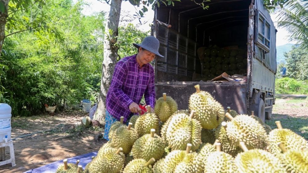 Chặt bỏ keo trồng riêng trên đất đồi khô cằn, nông dân Raglai Việt Nam lớn, thu về lợi nhuận tiền tỷ lệ mỗi mùa thu hoạch.