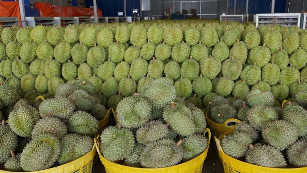 Thủ phủ phủ riêng Krông Pắc vào mục tiêu, hàng tấn công riêng biệt được tập tin tại các loại phân loại, đóng gói xuất khẩu. Xem ngay!