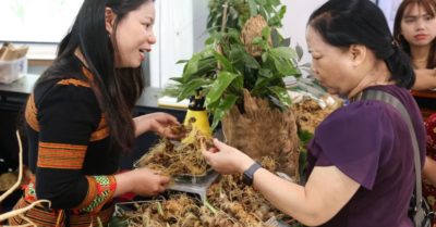 Sâm Ngọc Linh Đà Nẵng đối mặt điểm nghẽn trước cơ hội xuất khẩu