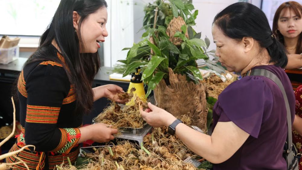 Đà Nẵng tìm hướng đưa sâm dược liệu sang Hàn Quốc, Trung Quốc, mở rộng thị trường và nâng cao giá trị sản phẩm.