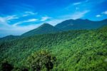 Phát hiện quần thể chè cổ thụ giữa rừng nguyên sinh Quảng Ninh