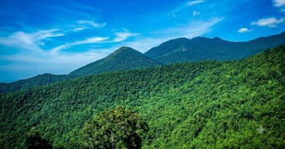 Phát hiện quần thể chè cổ thụ giữa rừng nguyên sinh Quảng Ninh