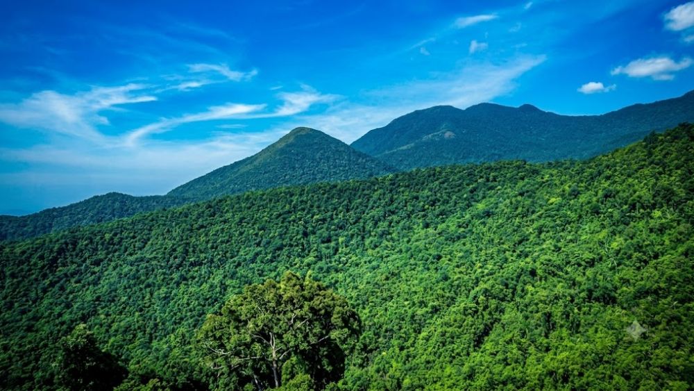 Quảng Ninh phát hiện quần thể chè cổ thụ trăm năm tuổi quý hiếm tại rừng nguyên sinh Quảng Nam Châu, xã Đường Hoa. Xem ngay hình ảnh chi tiết!