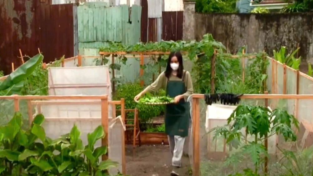 Rối loạn lo âu khiến Như Ngọc sụt còn 37kg. Làm vườn và thay đổi lối sống giúp cô giảm lo âu, trở lại học tập và công việc.