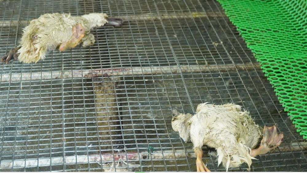 60.000 con gà, vịt chết sau lũ tại trang trại ở Thanh Hóa, gây thiệt hại ước tính 7-10 tỷ đồng.