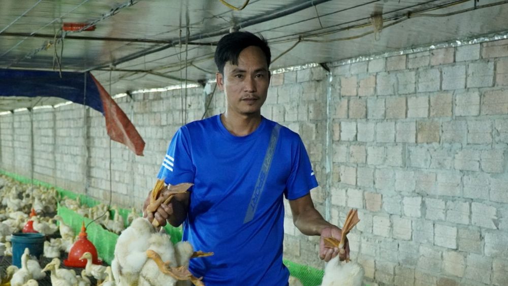 60.000 con gà, vịt chết sau lũ tại trang trại ở Thanh Hóa, gây thiệt hại ước tính 7-10 tỷ đồng.