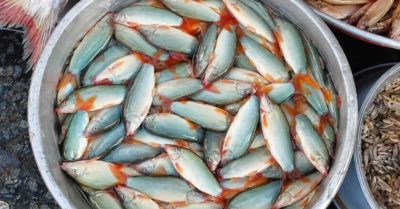 Cá heo nước ngọt vào mùa lũ nhưng giá vẫn tăng ở miền Tây