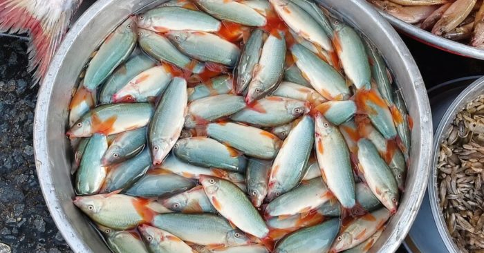 Cá heo nước ngọt vào mùa lũ nhưng giá vẫn cao, loại lớn còn sống tại các vựa miền Tây có giá trên 600.000 đồng/kg.