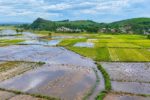 Mùa gặt dang dở giữa những cánh đồng ngập nước
