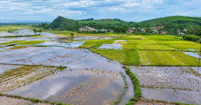 Mùa gặt dang dở giữa những cánh đồng ngập nước