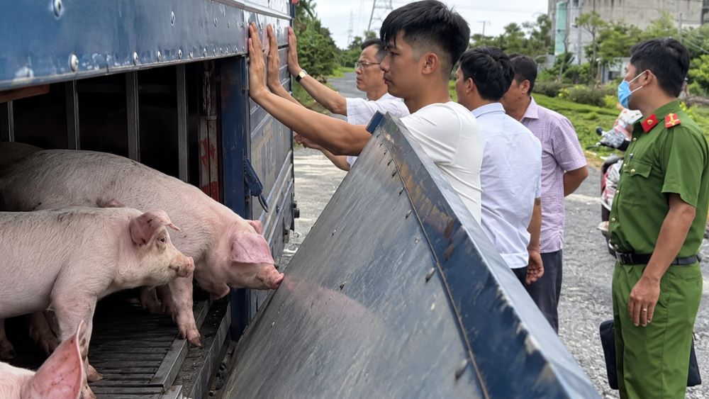 Phát hiện xe tải chở 54 con lợn dương tính với virus dịch tả lợn châu Phi tại An Giang, không có giấy tờ kiểm dịch và nguồn gốc.