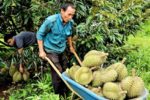 Giá sầu riêng tăng mạnh, nhưng lợi nhuận nhà vườn chưa đồng đều