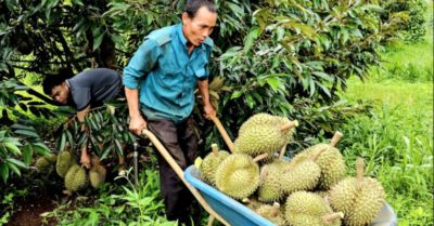 Giá sầu riêng tăng mạnh, nhưng lợi nhuận nhà vườn chưa đồng đều