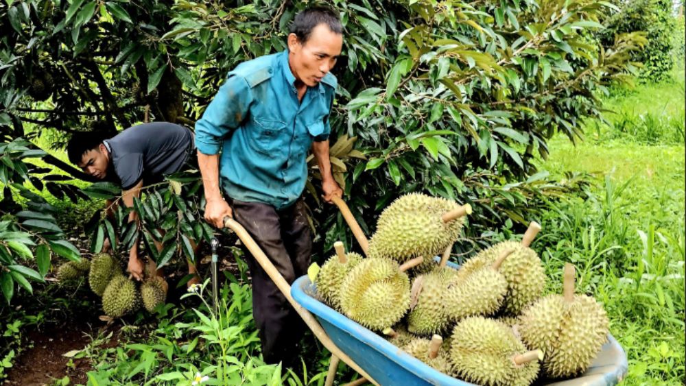 Giá sầu riêng bất ngờ tăng vọt giúp nhiều nông dân Tây Nguyên trúng lớn, thu về tiền tỉ.