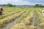 Nông dân Thanh Hóa bỏ đốt rơm rạ, thu nhập tăng rõ rệt