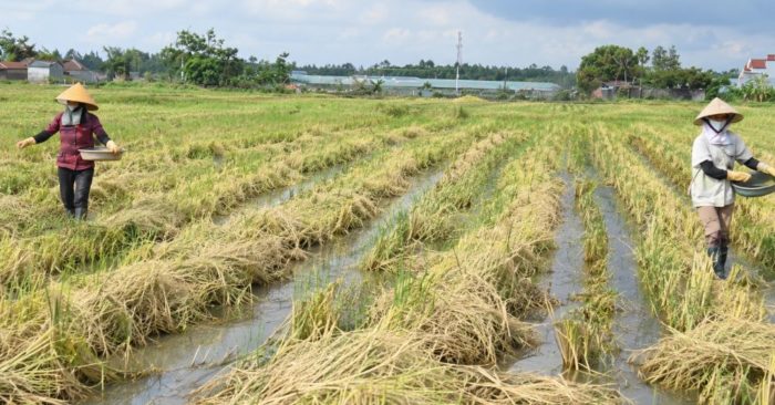Nông dân Thanh Hóa bỏ đốt rơm rạ, thu nhập tăng rõ rệt