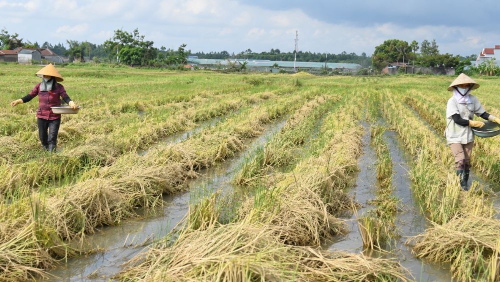 Rơm rạ được xử lý bằng chế phẩm sinh học, trả chất hữu cơ về đất, giảm chi phí và hướng tới sản xuất nông nghiệp tuần hoàn.