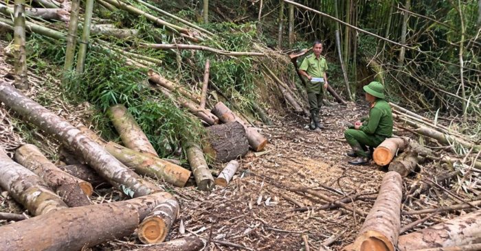 Khởi tố vụ khai thác, mua bán và vận chuyển trái phép gỗ tự nhiên tại rừng Khuổi Khinh, diện tích khoảng 10 ha.