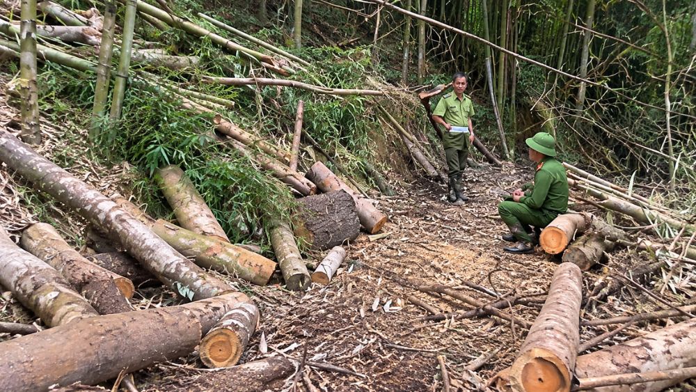 Khởi tố vụ khai thác, mua bán và vận chuyển trái phép gỗ tự nhiên tại rừng Khuổi Khinh, diện tích khoảng 10 ha.