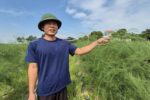 Kỹ sư rời công trình, về quê trồng măng tây lãi hơn 300 triệu đồng/năm