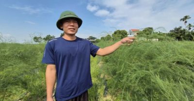 Kỹ sư rời công trình, về quê trồng măng tây lãi hơn 300 triệu đồng/năm