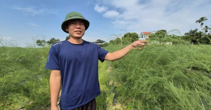Kỹ sư Phùng Văn Toàn bỏ việc về quê trồng măng tây xanh, thu hoạch gần 10 tấn mỗi năm, lãi hơn 300 triệu đồng.