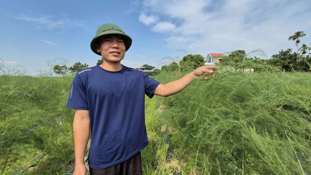 Kỹ sư Phùng Văn Toàn bỏ việc về quê trồng măng tây xanh, thu hoạch gần 10 tấn mỗi năm, lãi hơn 300 triệu đồng.