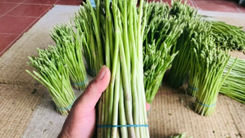 Kỹ sư Phùng Văn Toàn bỏ việc về quê trồng măng tây xanh, thu lãi hơn 300 triệu đồng mỗi năm từ mô hình nông nghiệp.