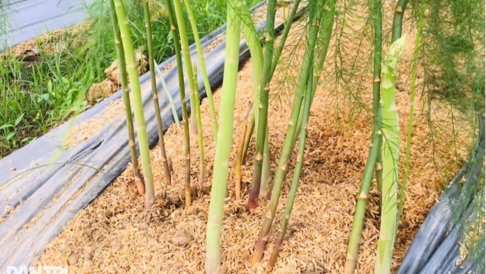 Kỹ sư Phùng Văn Toàn rời công việc ổn định, về quê trồng măng tây xanh và thu lãi hơn 300 triệu đồng mỗi năm.