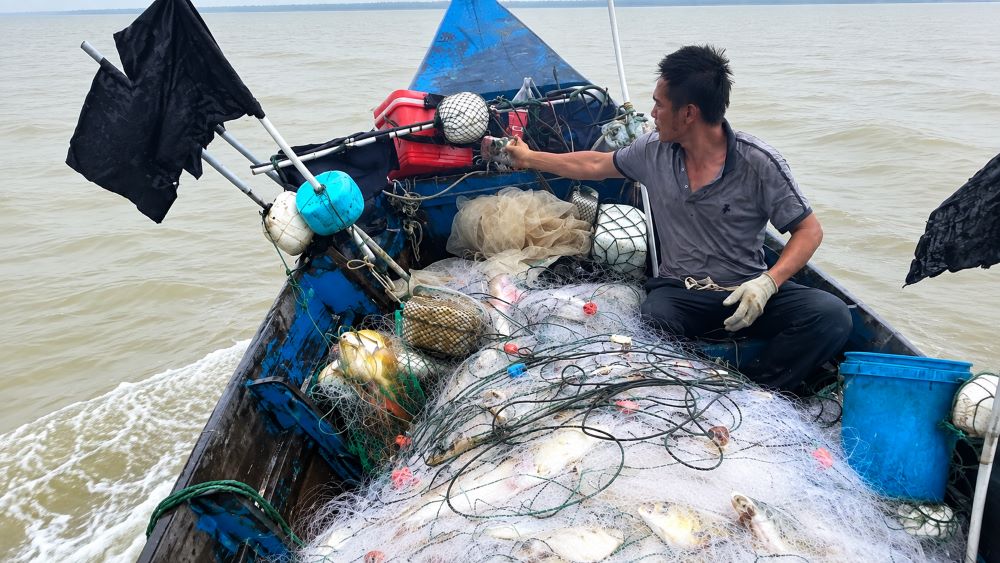 Ngư dân xã Yên Hòa, Hà Tĩnh trúng đậm cá chim vàng sau chuyến ra khơi, thu nhập 10-20 triệu đồng. Xem chi tiết.