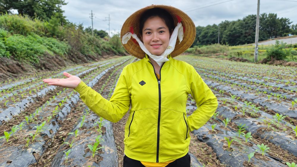 Rau cải được Thùy chăm sóc tại trang trại ở Hàn Quốc, tiếp nối mô hình trồng rau Việt Nam đem lại nguồn thu nhập ổn định.
