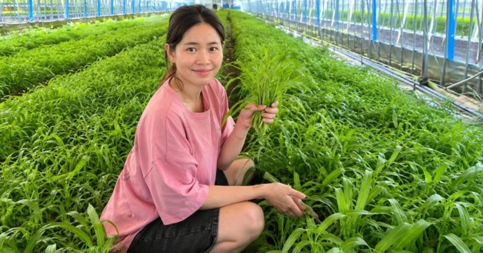 Trồng rau muống tại Hàn Quốc, cô gái Việt mở rộng trang trại, duy trì thu nhập từ hàng trăm triệu đồng mỗi tháng.