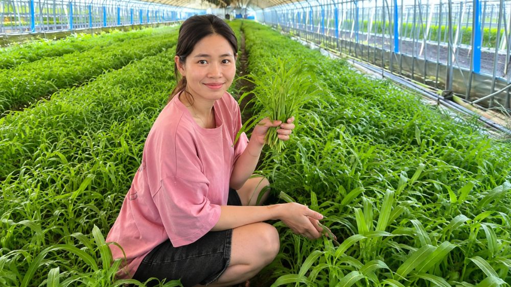 Trồng rau muống tại Hàn Quốc, cô gái Việt mở rộng trang trại, duy trì thu nhập từ hàng trăm triệu đồng mỗi tháng.