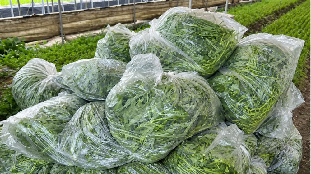 Nàng dâu Việt tại Hàn Quốc trồng rau muống, mở rộng trang trại và thu lãi khoảng 190 triệu đồng mỗi tháng từ loại rau này.