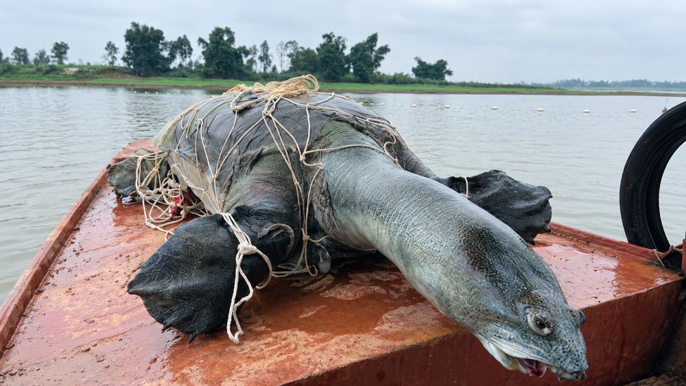 Hồ Đồng Mô có thể còn rùa Hoàn Kiếm sau khi cá thể được xác nhận trước đó chết năm 2023? Chuyên gia nói cần thêm bằng chứng.
