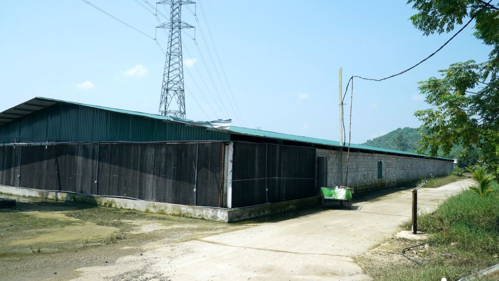 Khoảng 60.000 con gà, vịt chết sau lũ tại một trang trại ở Thanh Hóa, gây thiệt hại ước tính tới 10 tỷ đồng.