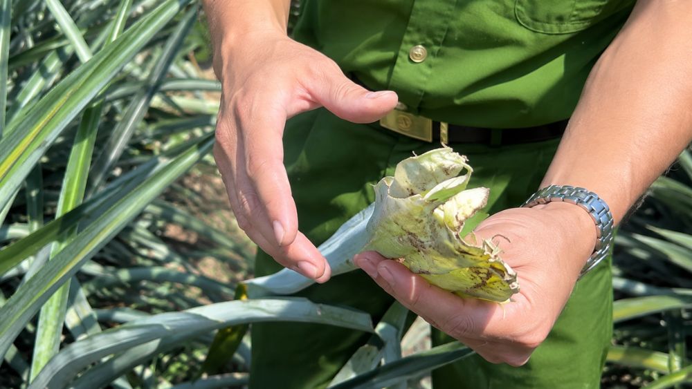 Trang trại dứa ở Nghệ An bị hư hỏng khoảng 500 cây khi sắp ra quả. Công an kiểm tra và xác định lợn rừng là thủ phạm.