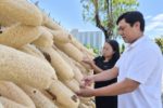 Vợ chồng Việt biến xơ mướp già thành hàng xuất khẩu