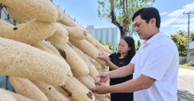 Vợ chồng Việt biến xơ mướp già thành hàng xuất khẩu